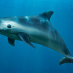 Encuentran seis recién nacidos sin vida en entrada de cementerio de República Dominicana