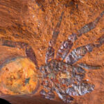 Acid Mothers Temple, música para viajeros arriesgados