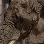 César Abis lidera el Campeonato Nacional Mid-Amateur